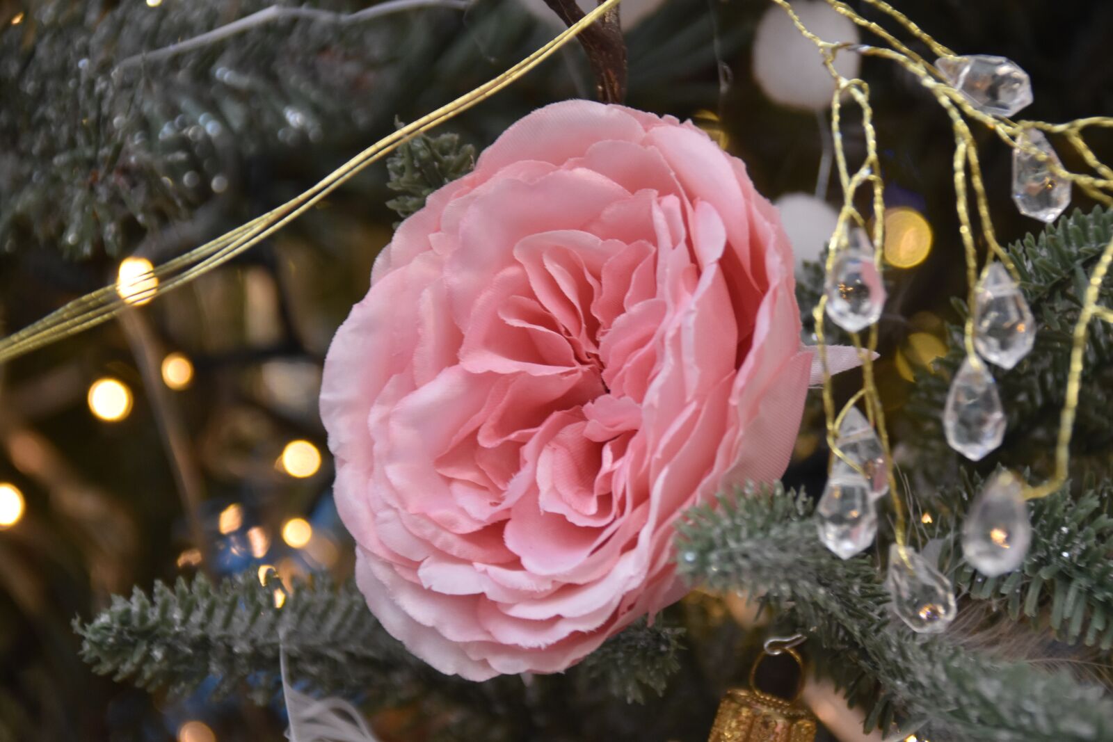 Nikon D5600 sample photo. Flower, pink, petals photography