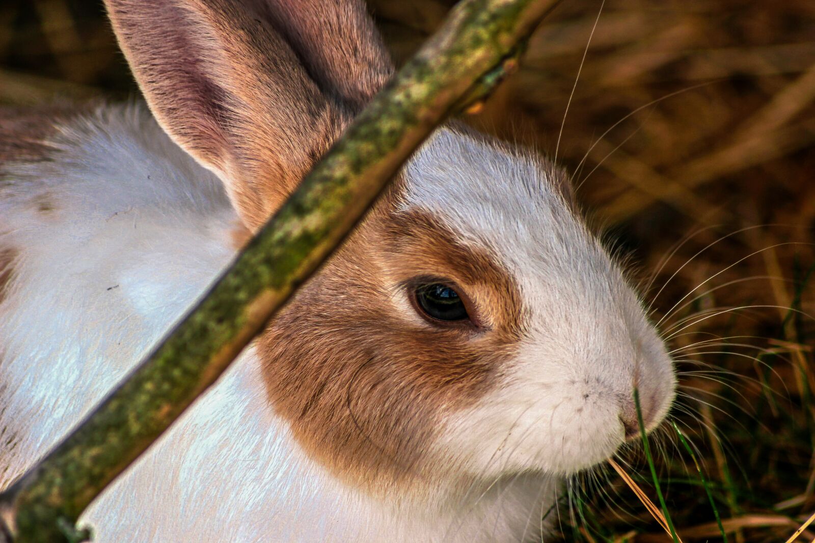 Canon EOS 600D (Rebel EOS T3i / EOS Kiss X5) sample photo. Rabbit, hare, close up photography