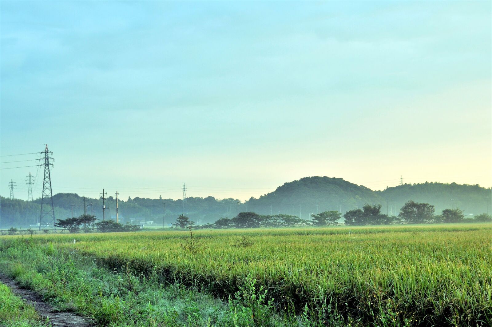Nikon D90 sample photo. Natural, landscape, yamada's rice photography