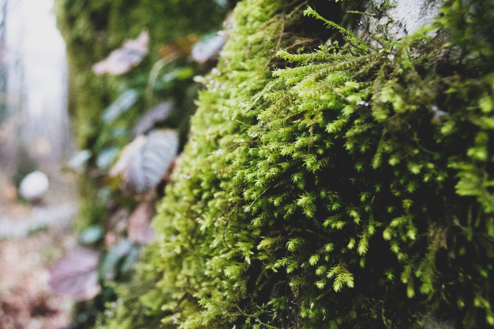 Nikon D3100 sample photo. Moss, green, tree photography