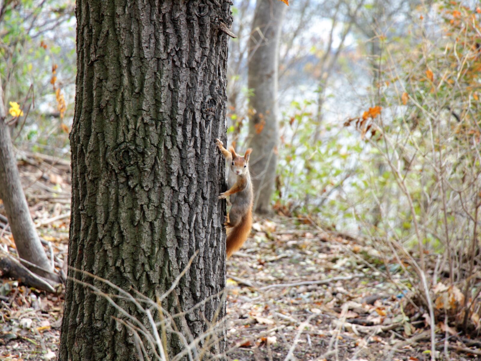 Canon EOS 550D (EOS Rebel T2i / EOS Kiss X4) sample photo. Squirrel, autumn, nature photography