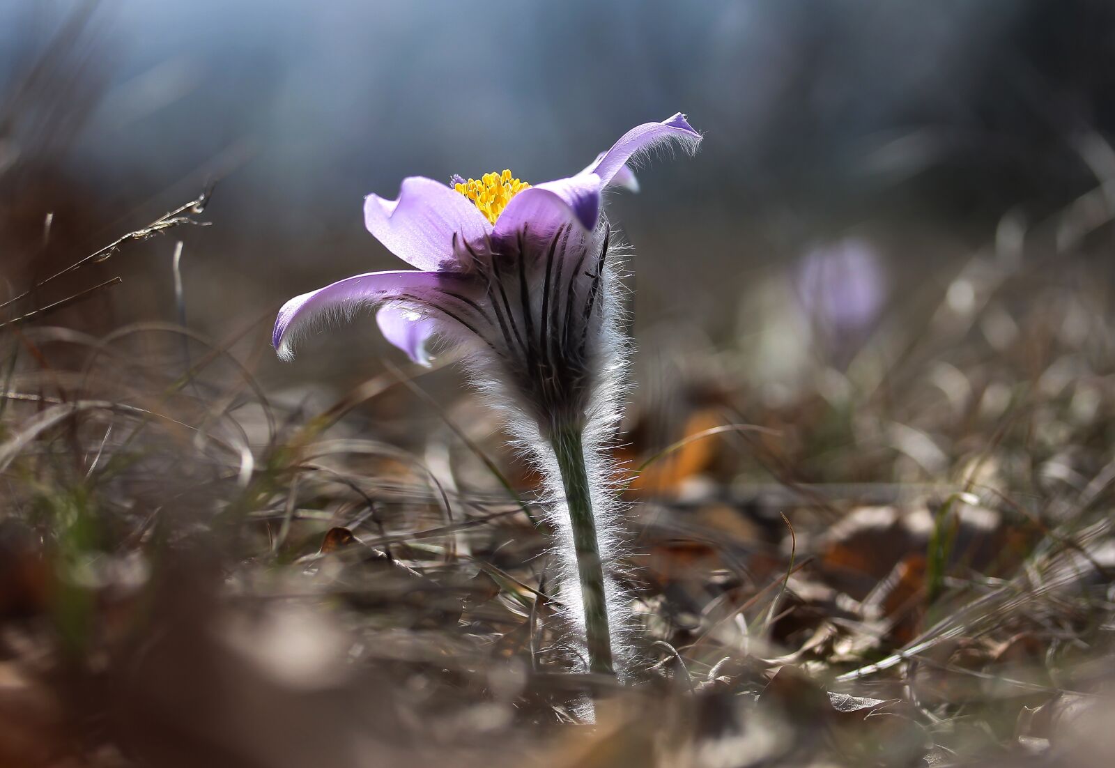Canon EF-S 60mm F2.8 Macro USM sample photo. Pulsatilla grandis, anemone, flower photography