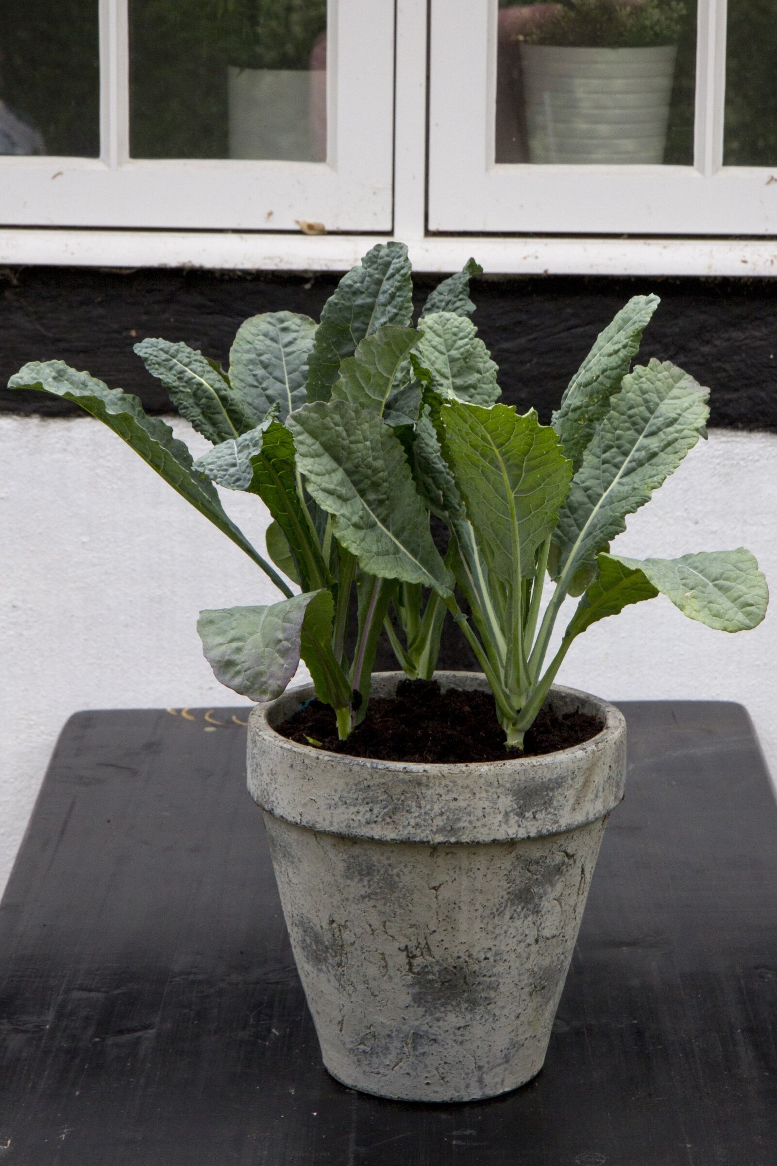 Canon EOS 60D sample photo. Palmekål, vegetables, denmark photography