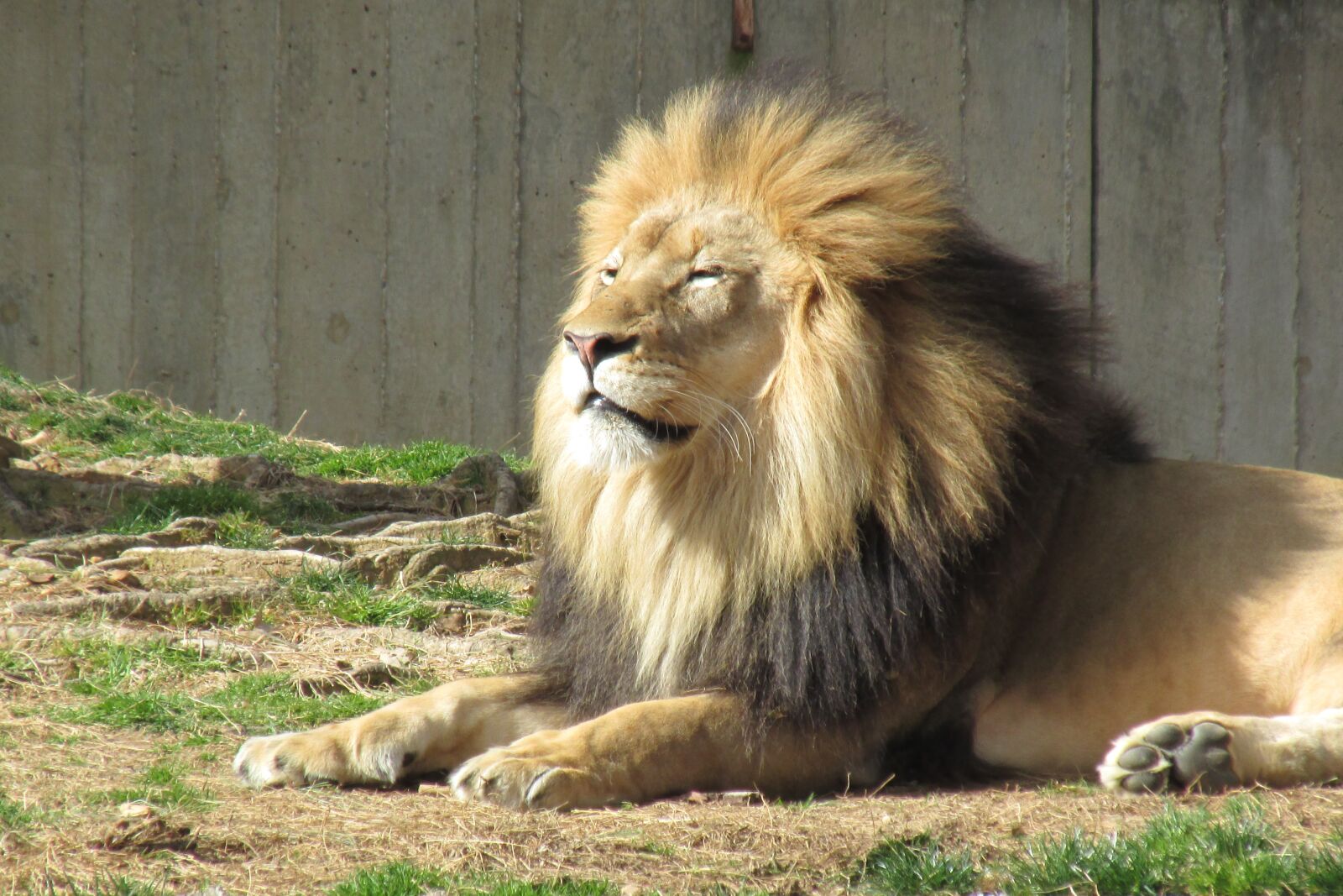 Canon PowerShot SX160 IS sample photo. Lion, mane, animal photography