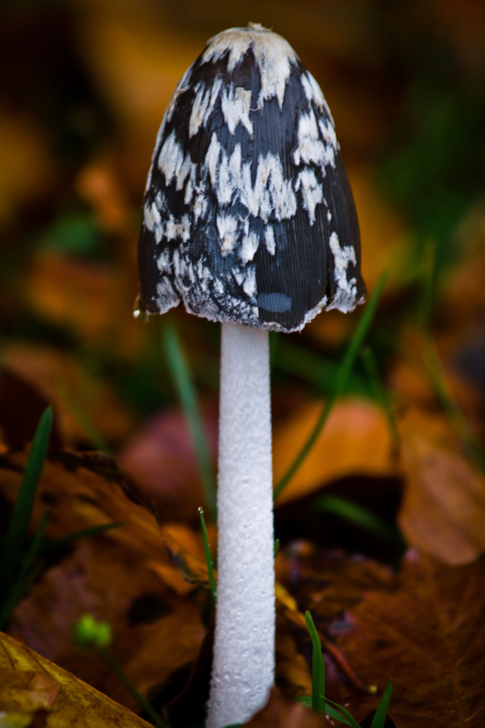 Canon EF 70-300mm F4-5.6 IS USM sample photo. Sponge, forest floor, autumn photography