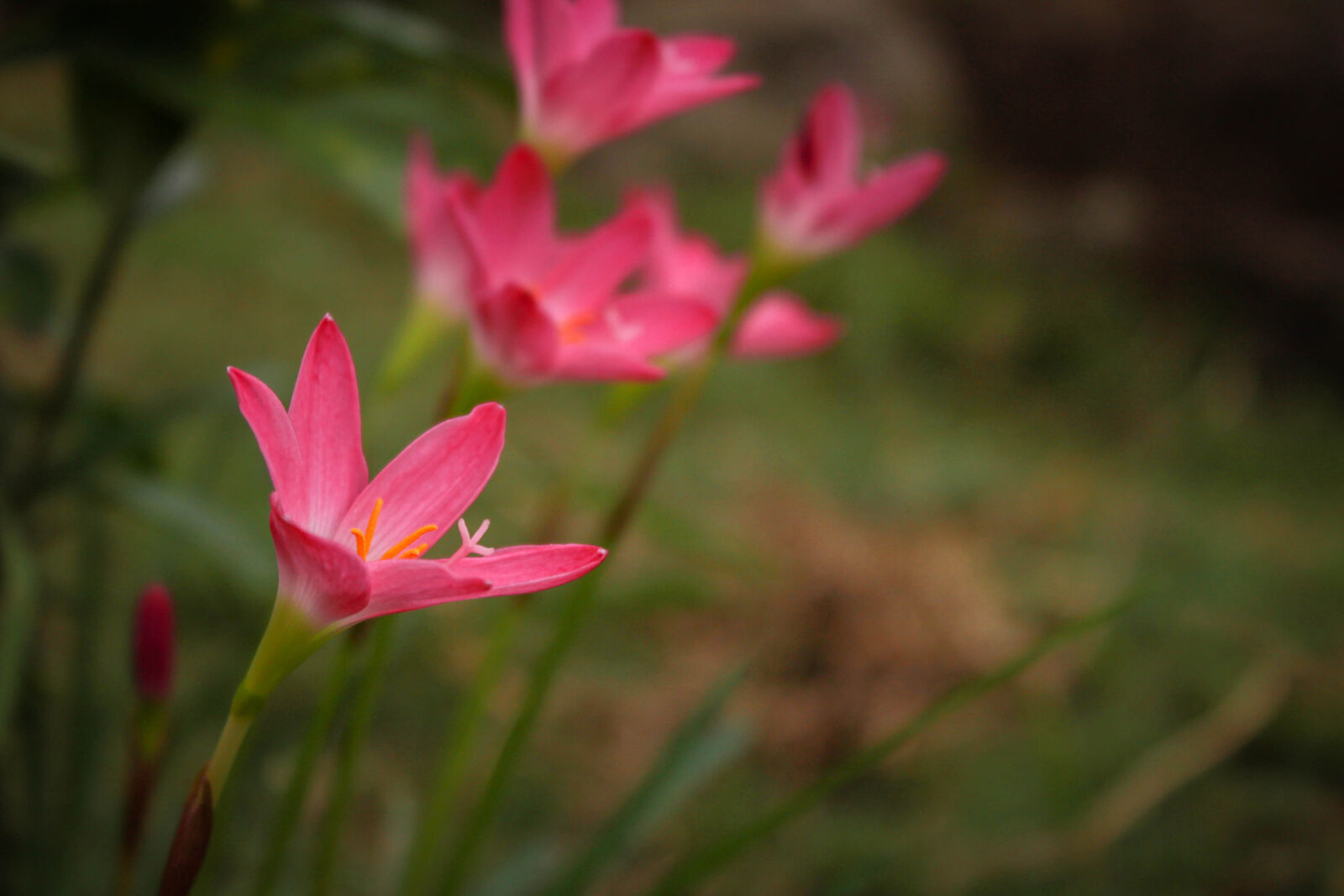 Canon EOS 1300D (EOS Rebel T6 / EOS Kiss X80) sample photo. Beautiful, flowers, pink, flower photography