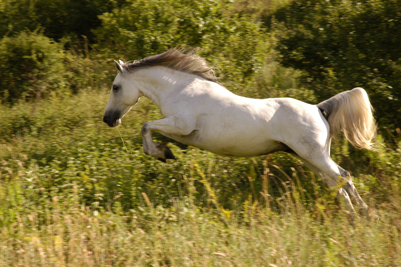Nikon D100 sample photo. Animal, cavalry, countryside, equestrian photography