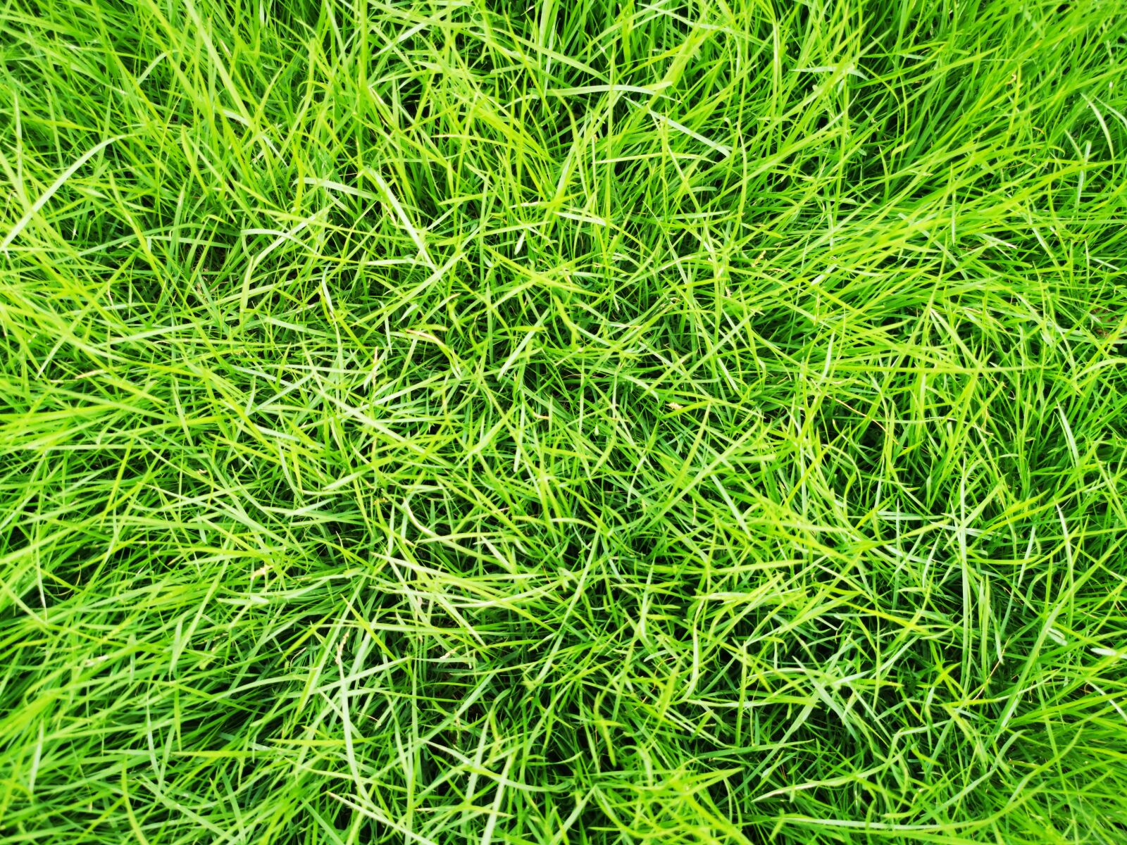 HUAWEI P30 Pro sample photo. Grass, green, yard photography