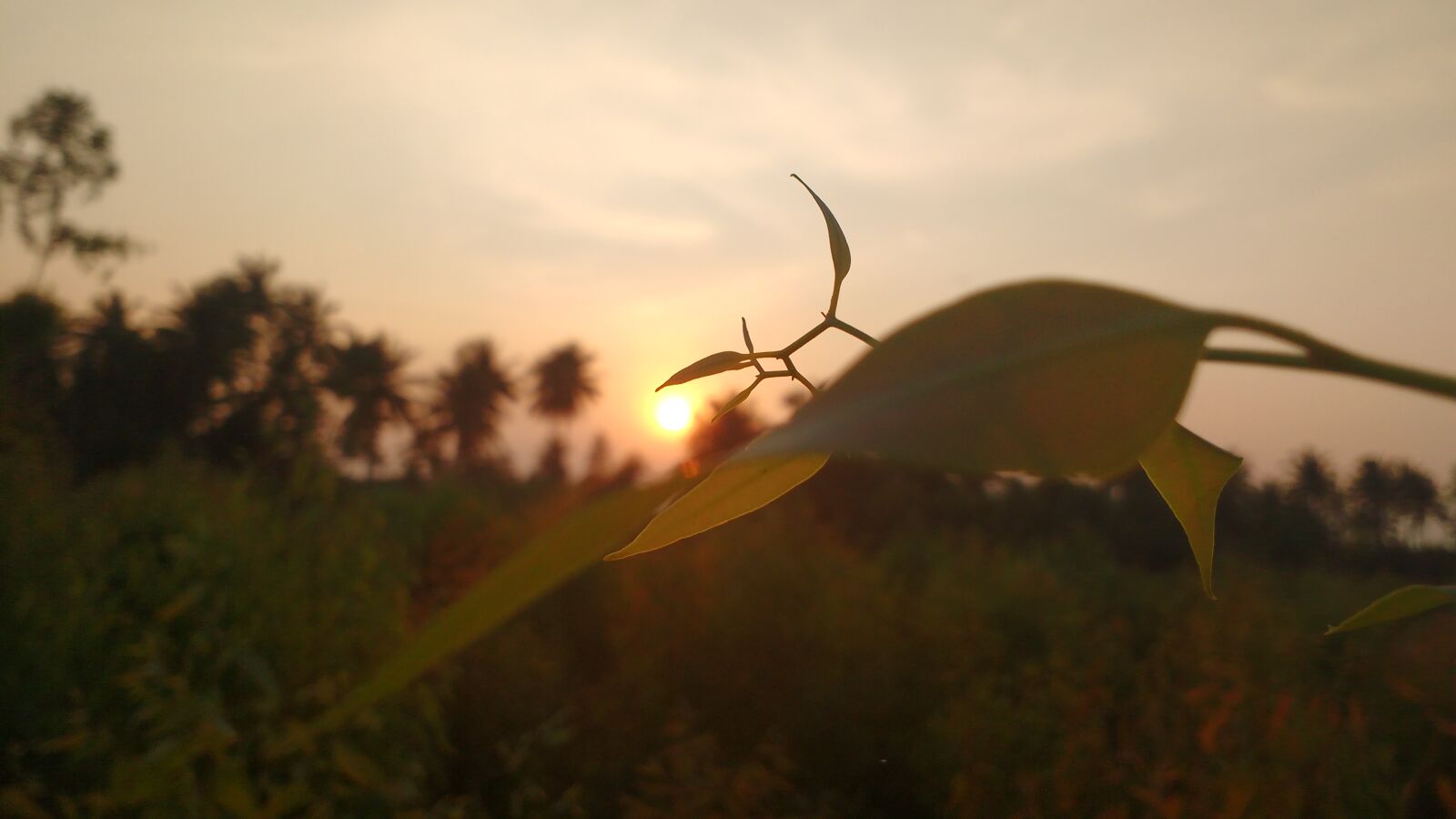 Motorola MotoG3 sample photo. Beautiful, moto, g3, natural photography