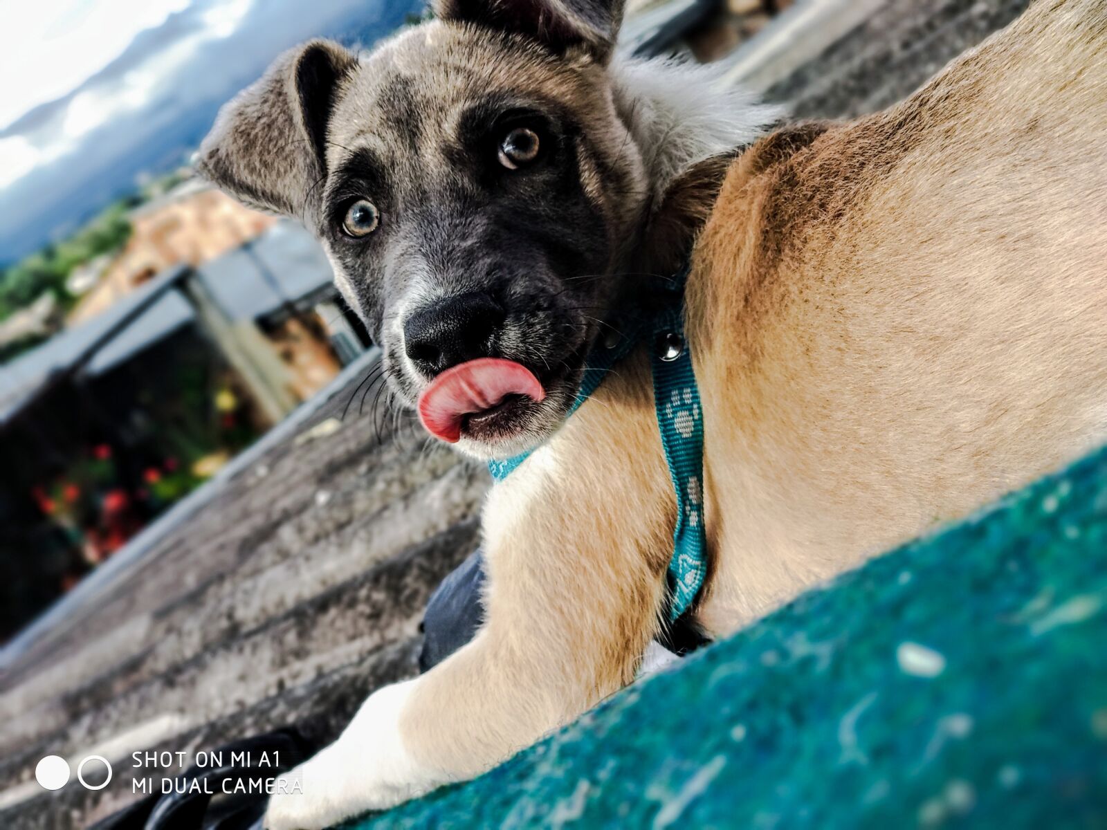 Xiaomi Mi A1 sample photo. Joy, view, pet photography