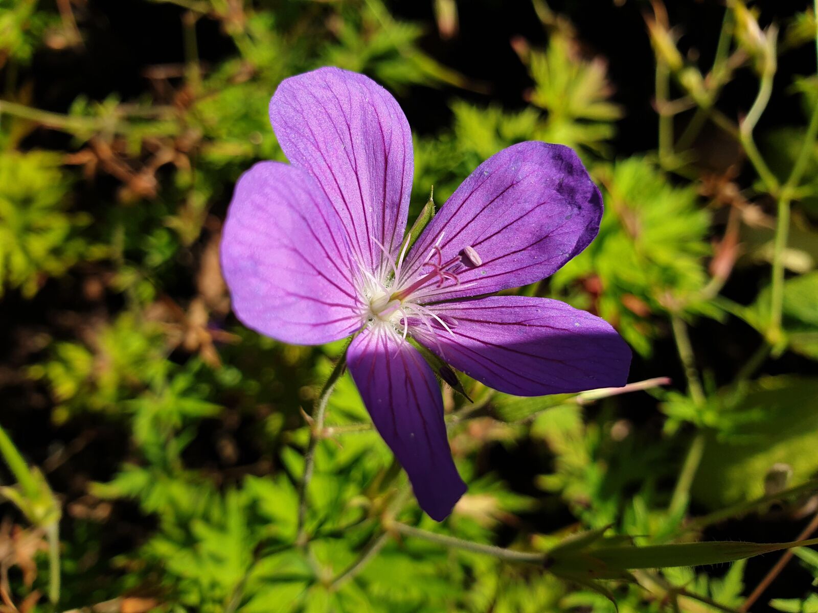 Samsung Galaxy S9 sample photo. Shadow, flower, nature photography