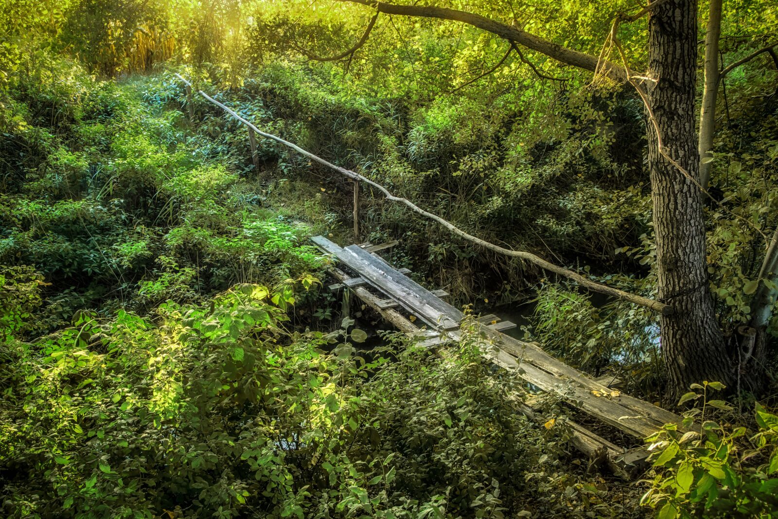 Pentax K-S2 sample photo. Bridge, lets go, forest photography