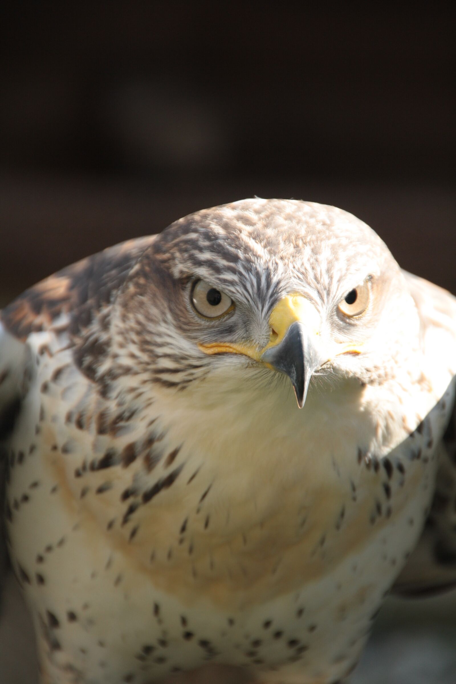 Canon EOS 1000D (EOS Digital Rebel XS / EOS Kiss F) sample photo. Hawk, bird of prey photography