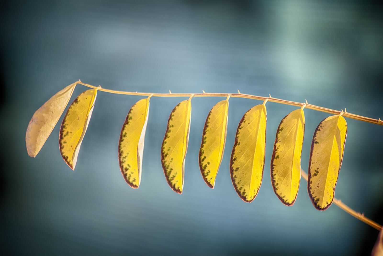 Nikon D3300 sample photo. Leaves, plant, green photography