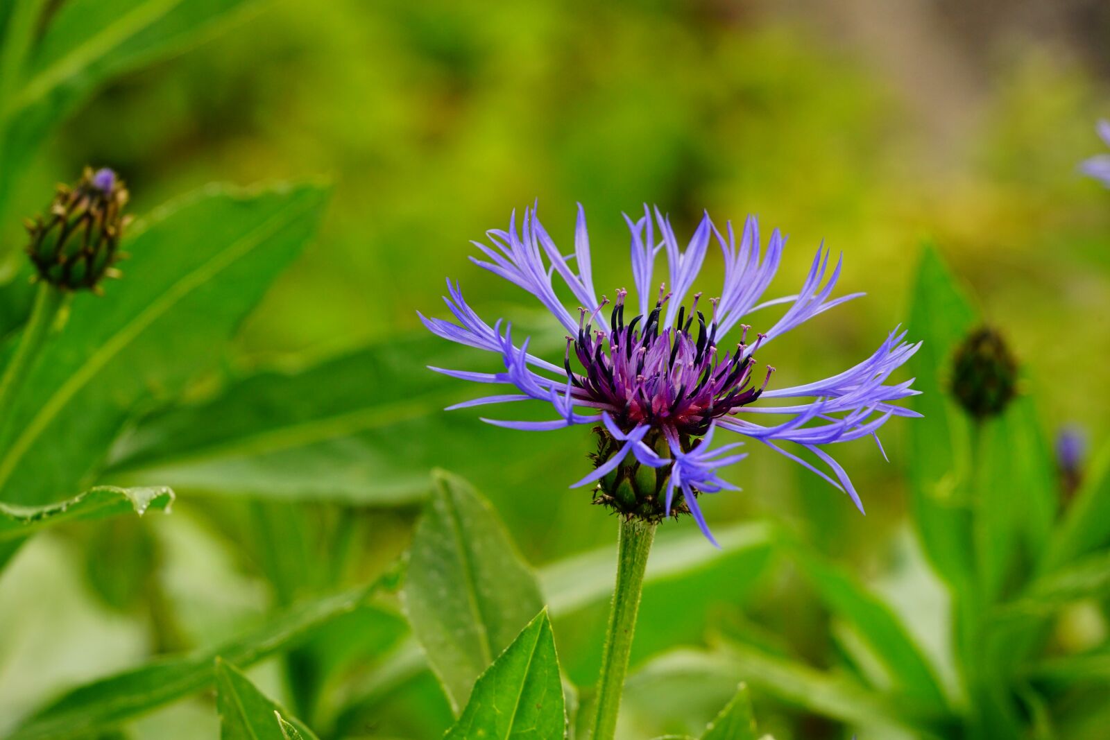 Sony a7 II + Sony FE 24-240mm F3.5-6.3 OSS sample photo. Cornflower, flower, nature photography
