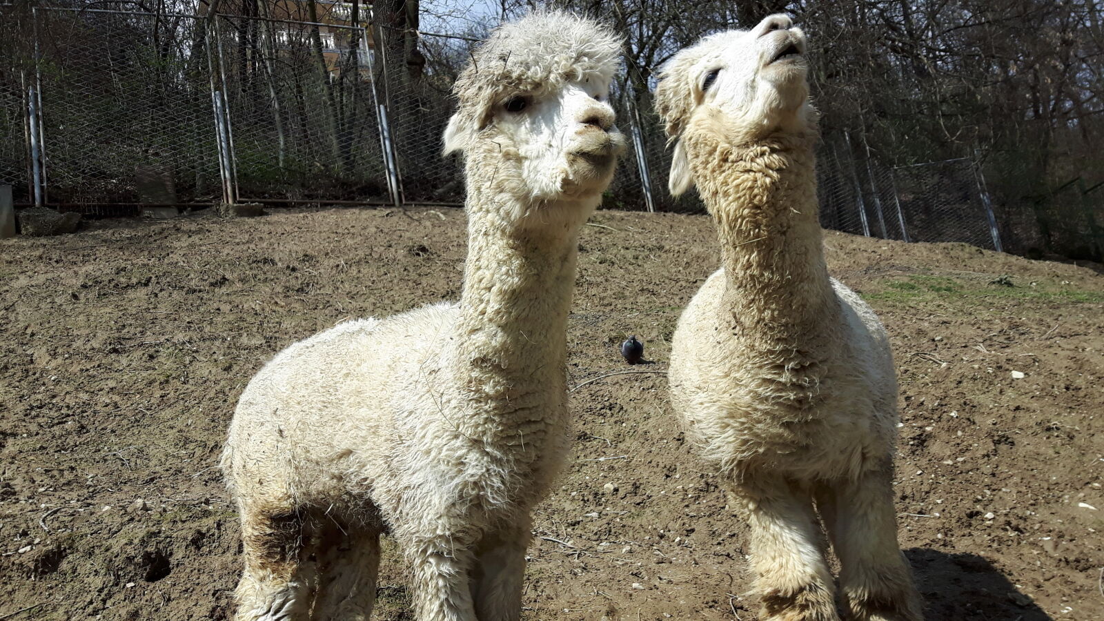 Samsung Galaxy S5 Neo sample photo. Llama, pionirska, dolina, zoo photography