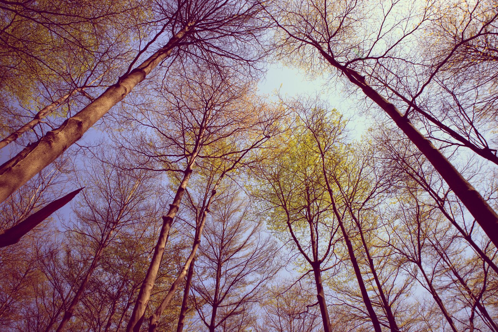 Canon EOS M3 sample photo. Tree, branch, nature photography