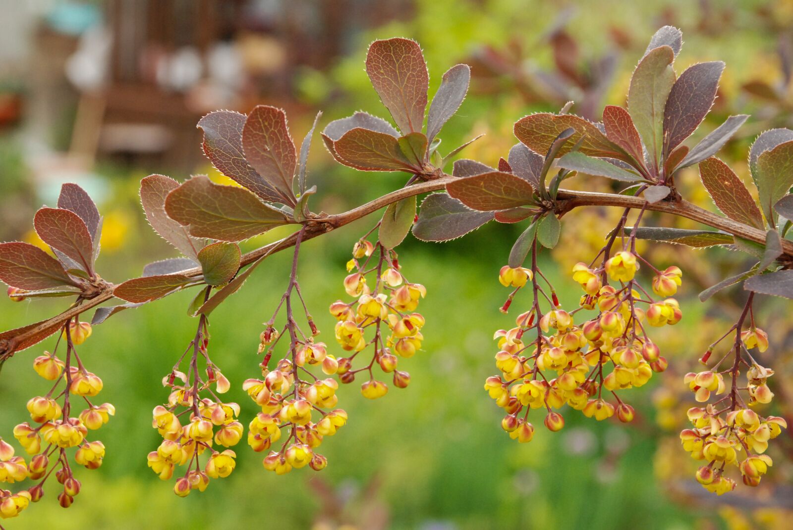 Nikon D80 sample photo. Flowers, plant, nature photography