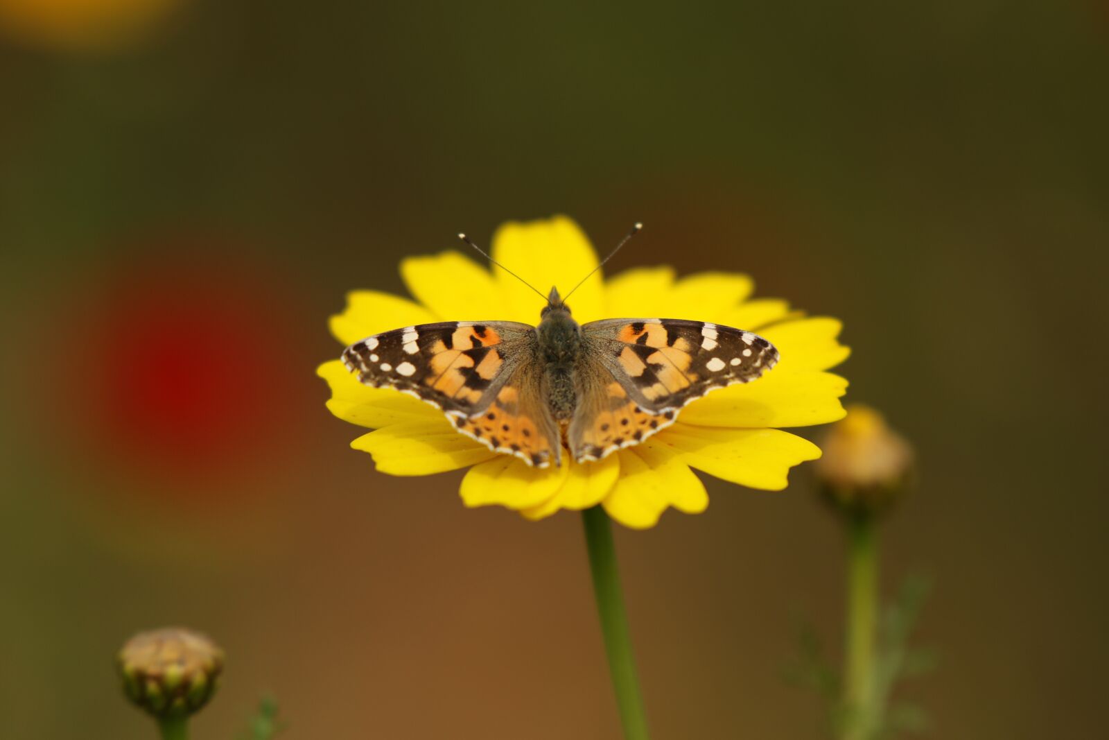 Canon EOS 7D Mark II sample photo. Insect, butterfly, vanessa photography