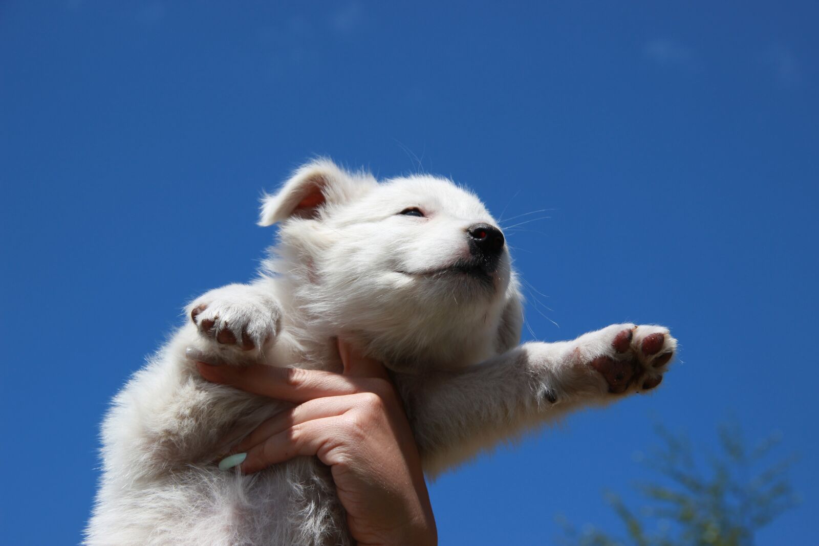 Canon EOS 600D (Rebel EOS T3i / EOS Kiss X5) sample photo. Dog, puppy, sky photography