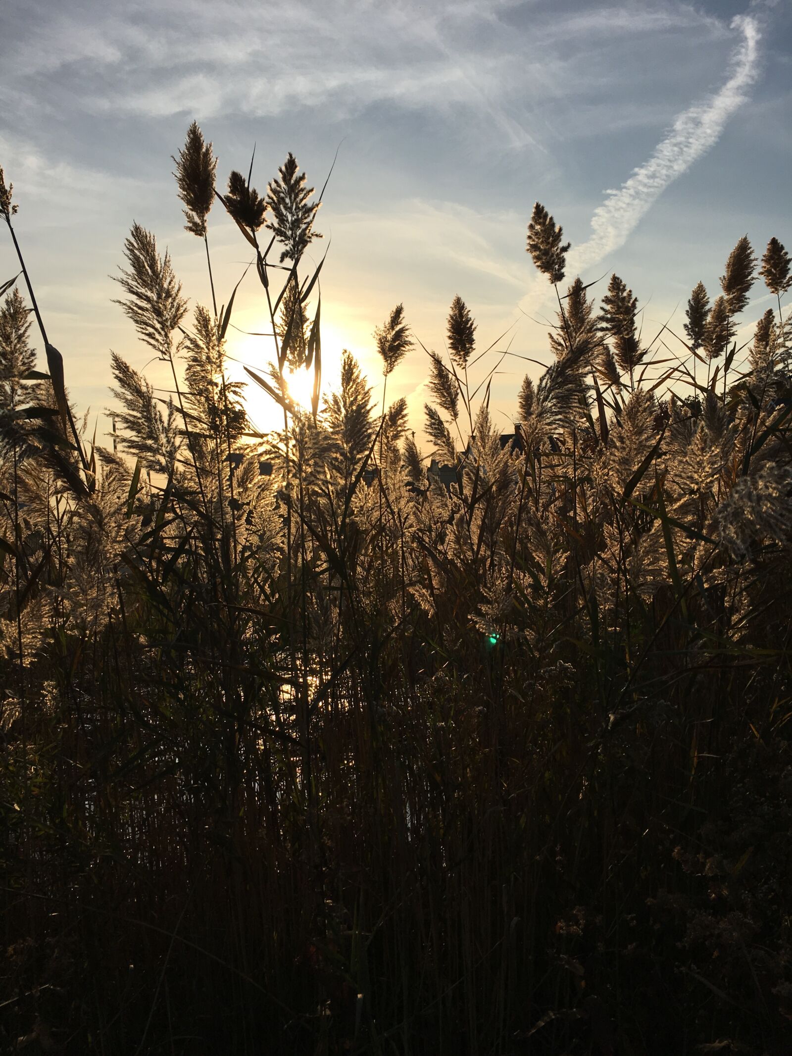 Apple iPhone 6s sample photo. Shoreline, shore grasses, long photography
