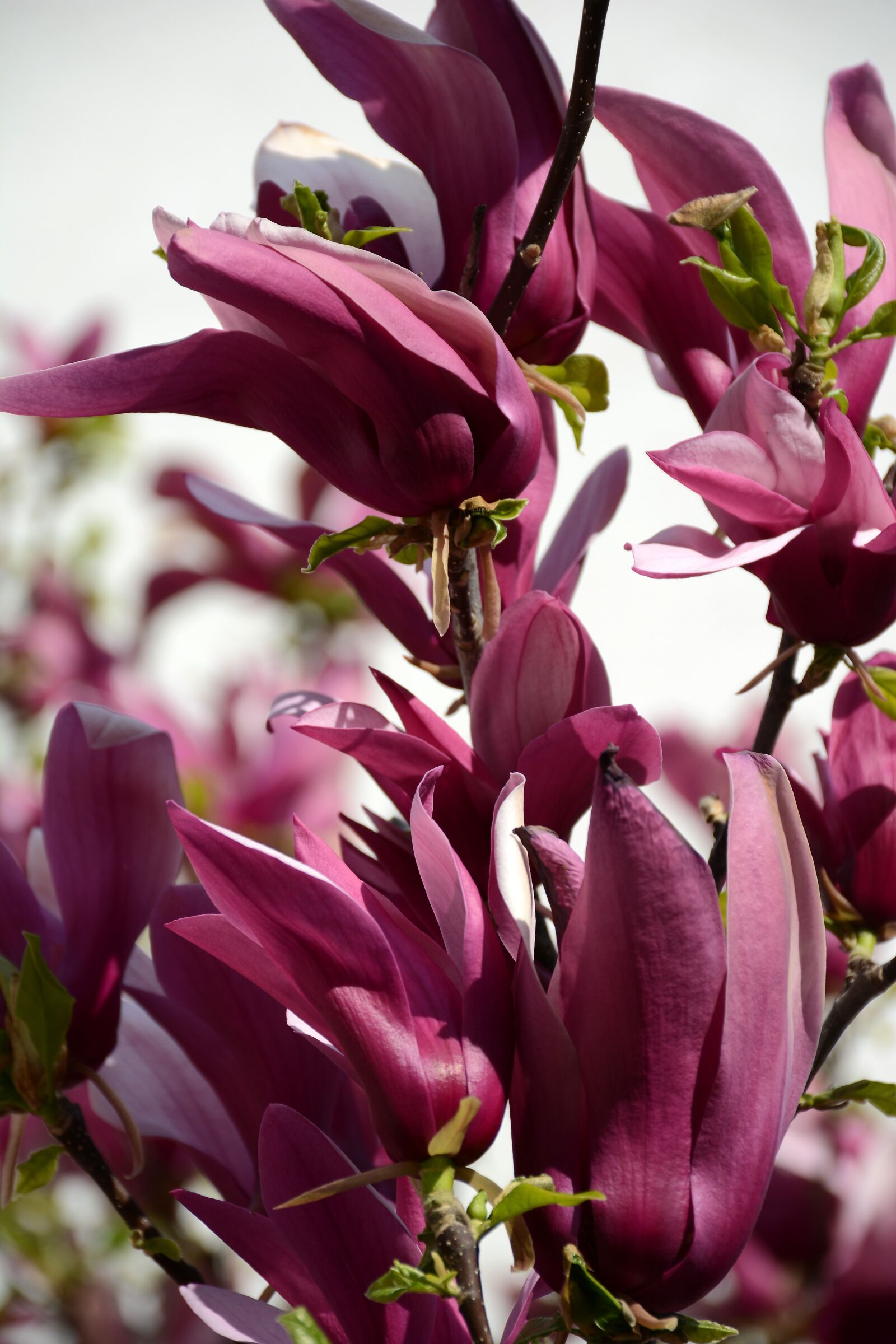 Nikon D7100 sample photo. Flowers, spring, red flower photography