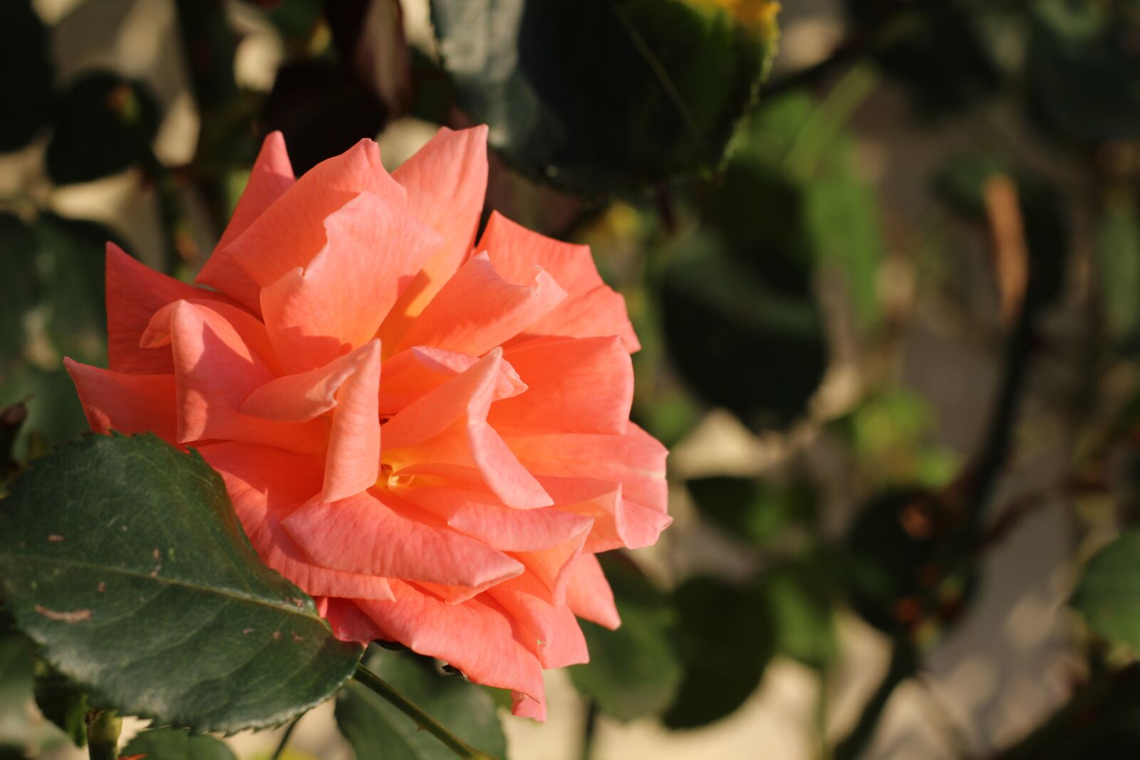 Canon EOS 1200D (EOS Rebel T5 / EOS Kiss X70 / EOS Hi) + Canon EF 50mm F1.8 II sample photo. Thorns, pink, nature photography