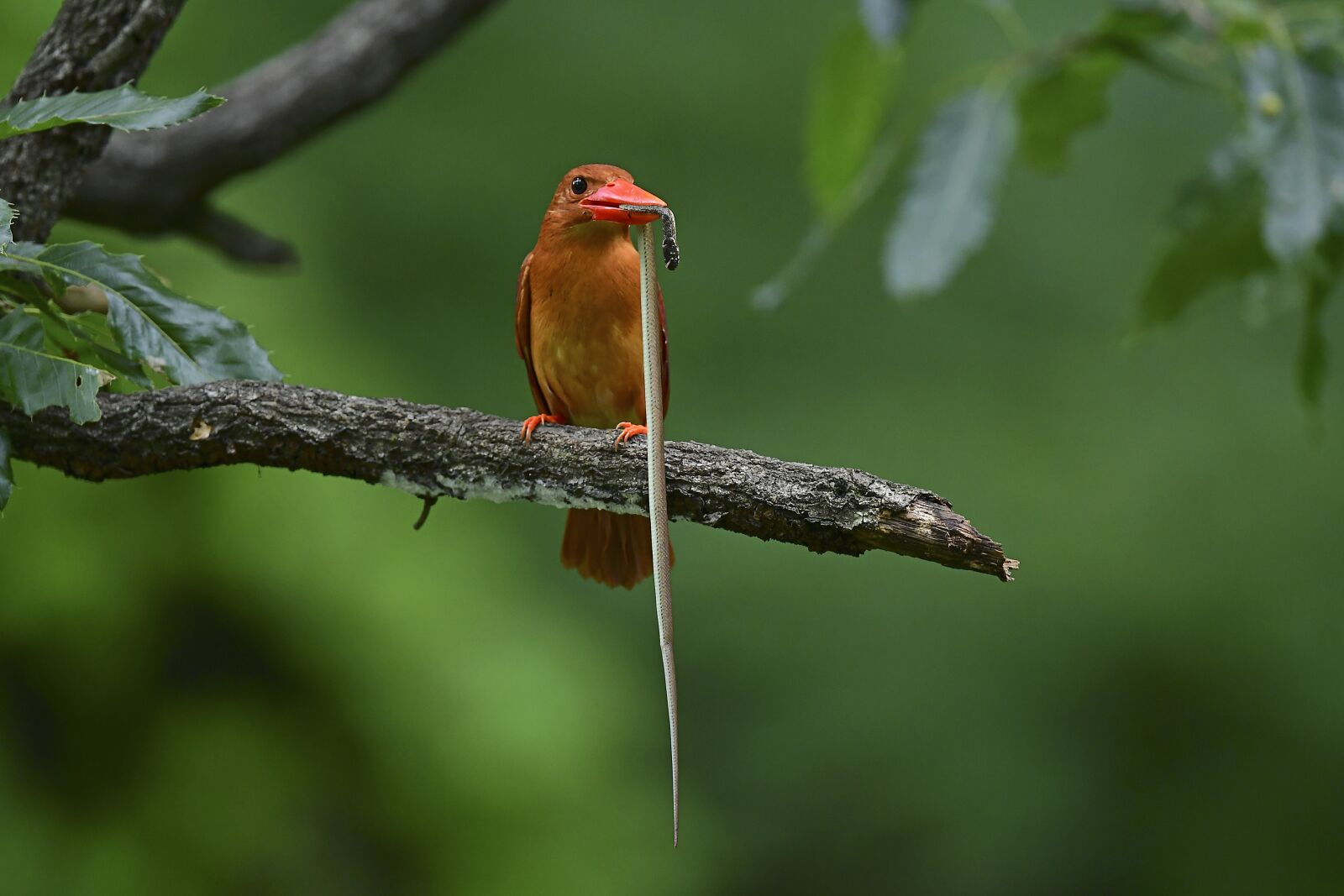 Nikon D500 sample photo. New, birds, summer bird photography