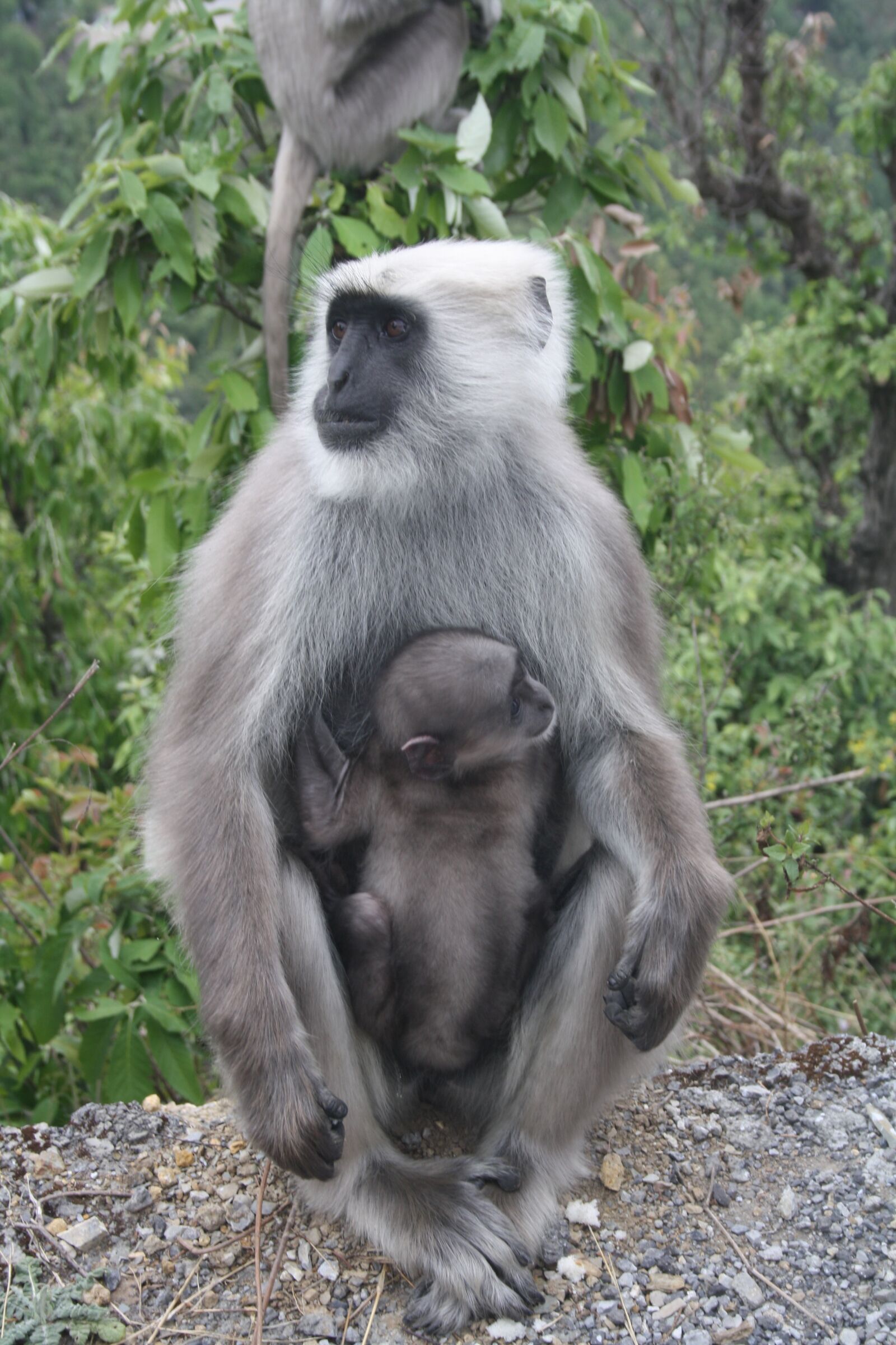 Canon EOS 1000D (EOS Digital Rebel XS / EOS Kiss F) sample photo. Monkey, langoor, wildlife photography