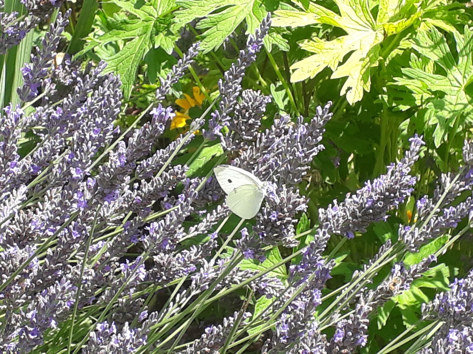 Samsung Galaxy A3(2017) sample photo. Lavender, butterfly, flowers photography