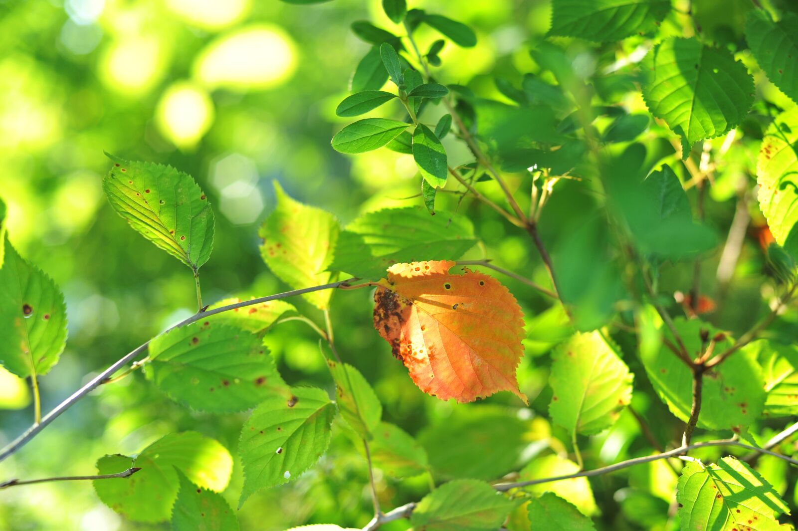 Nikon D700 sample photo. Leaves, autumn, autumn leaves photography