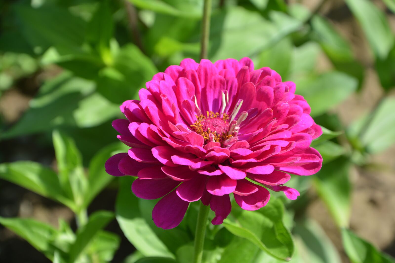 Nikon D5200 sample photo. Pink flower fuchsia, nature photography