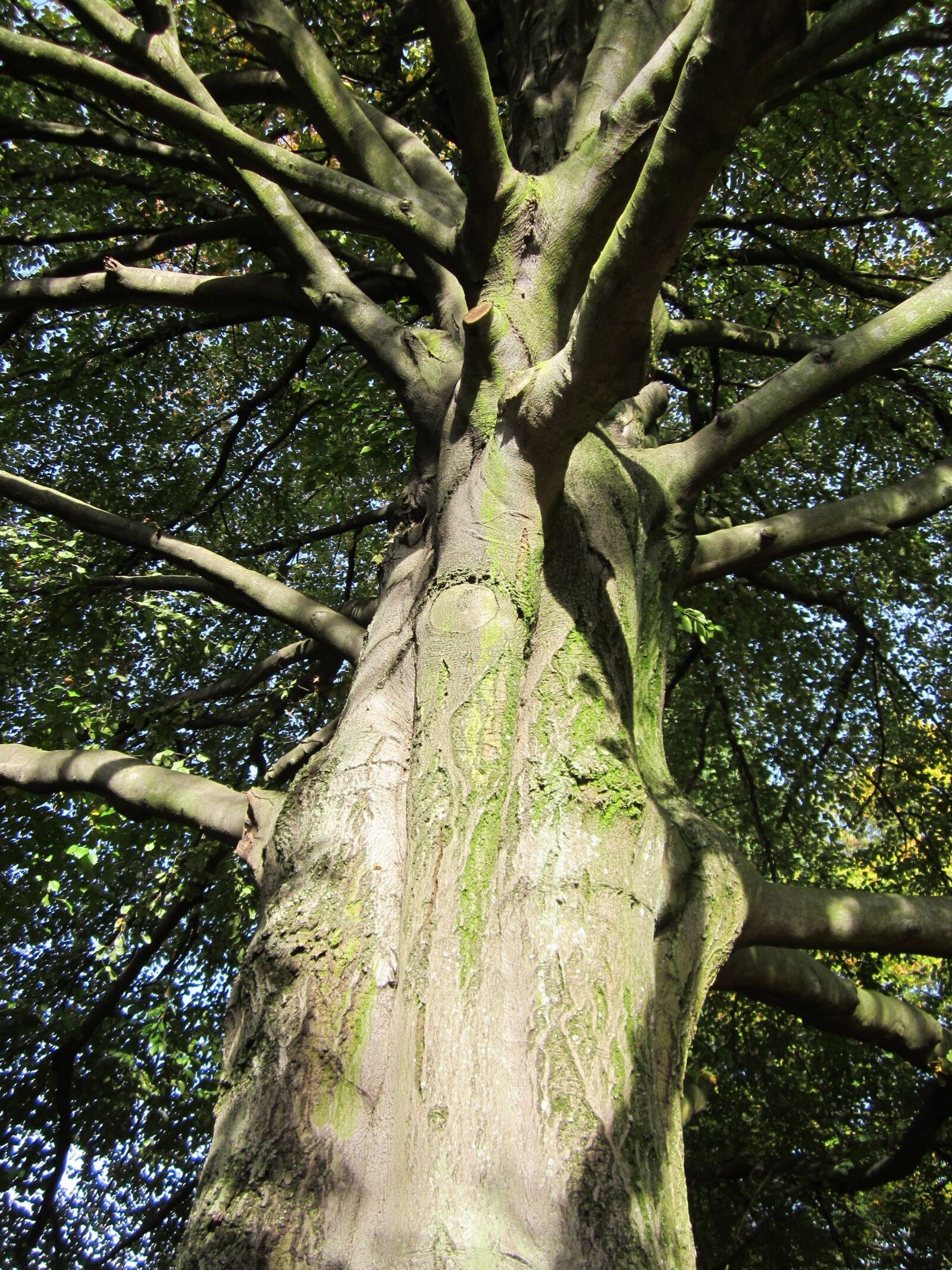 Canon PowerShot A1200 sample photo. Fagus sylvatica, european beech photography