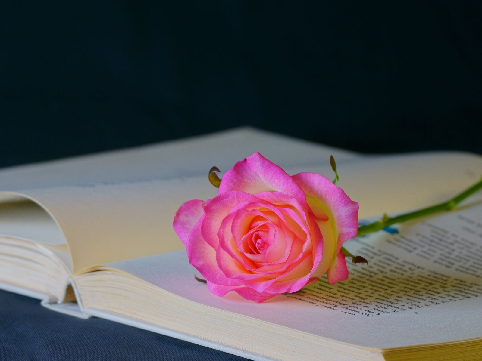 Sony ILCA-77M2 sample photo. Flower, rose, book photography