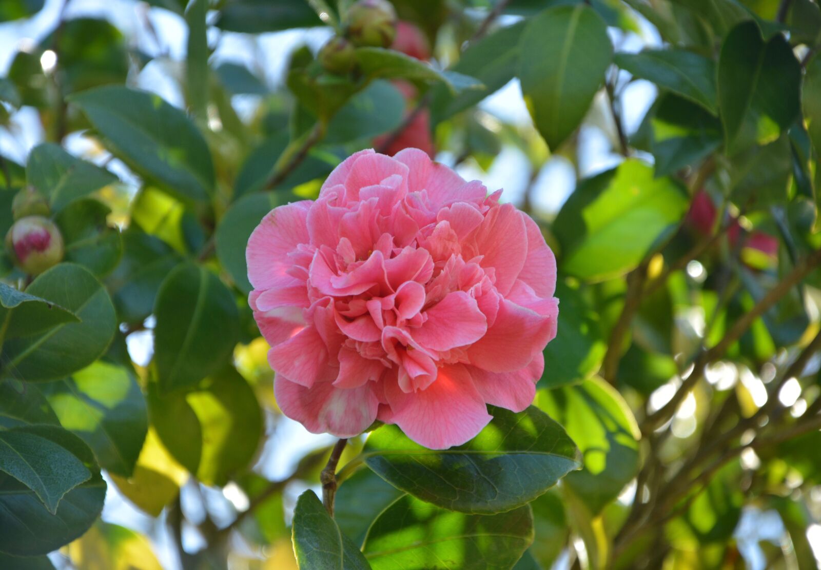 Nikon D5200 sample photo. Flower, flower of camellia photography