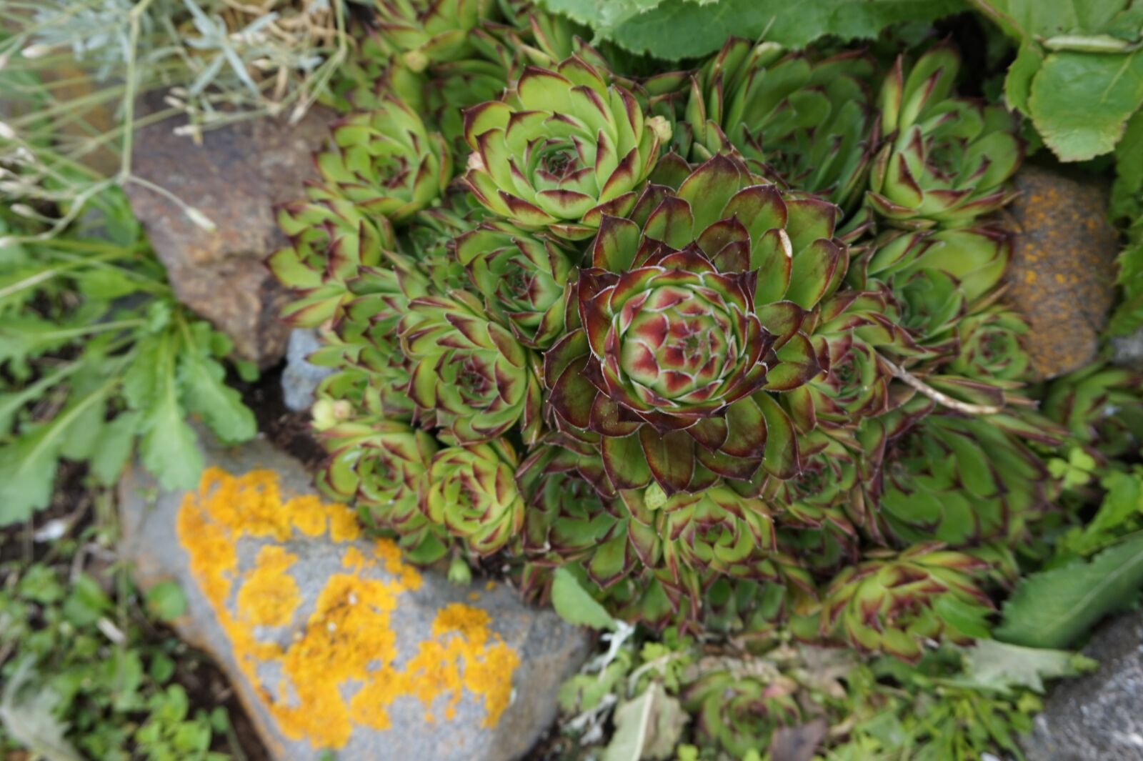 Sony Alpha a5000 (ILCE 5000) sample photo. Succulents, chicks, hens photography