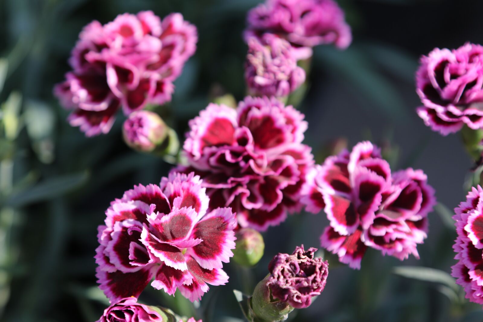 Canon EOS 7D Mark II sample photo. Flower, flora, nature photography