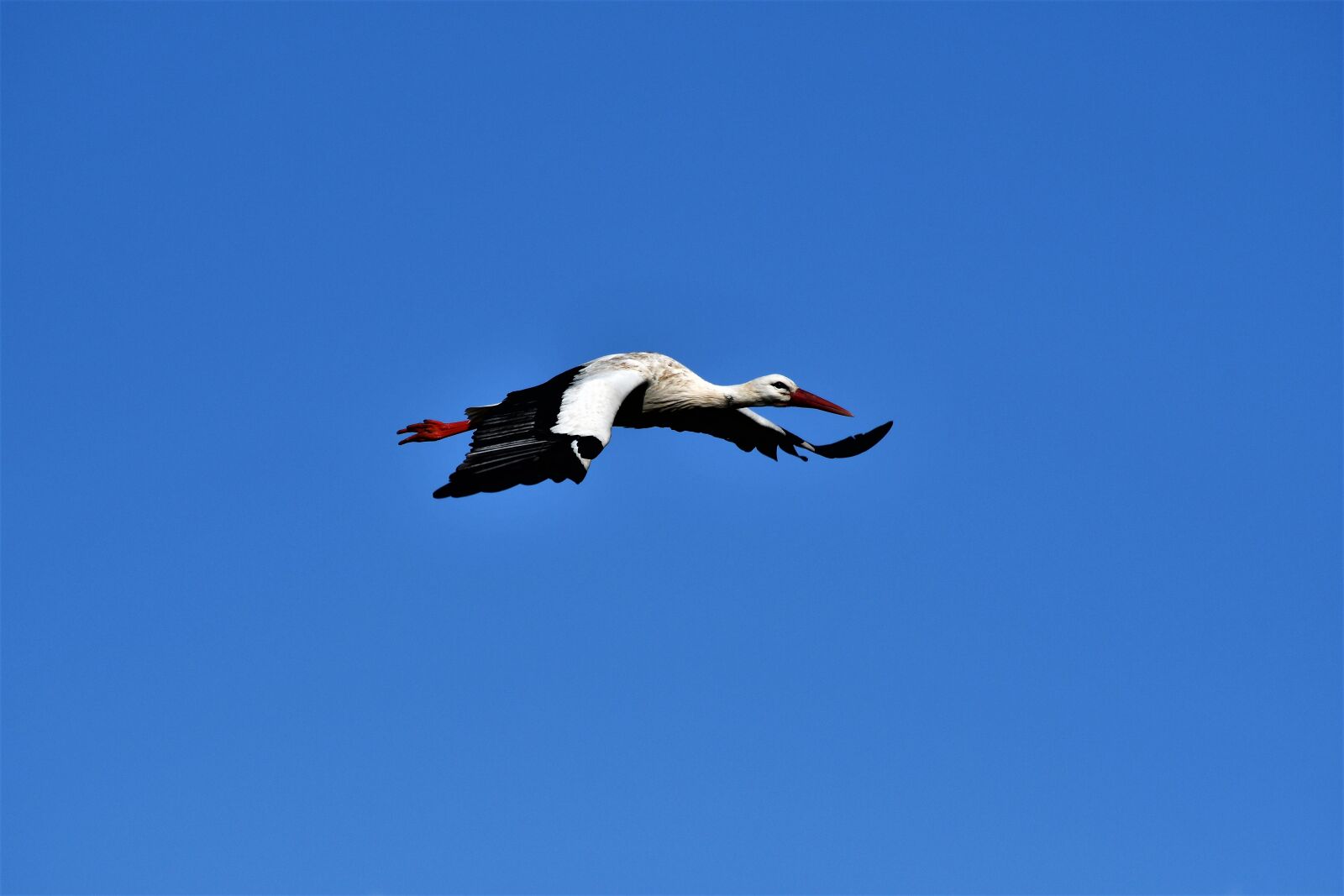 Nikon D7500 sample photo. Stork, flying, bird photography