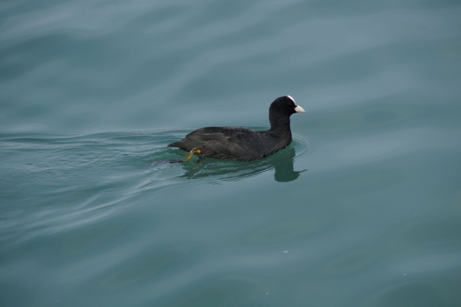 Sony SLT-A58 sample photo. Water bird, coot, swim photography