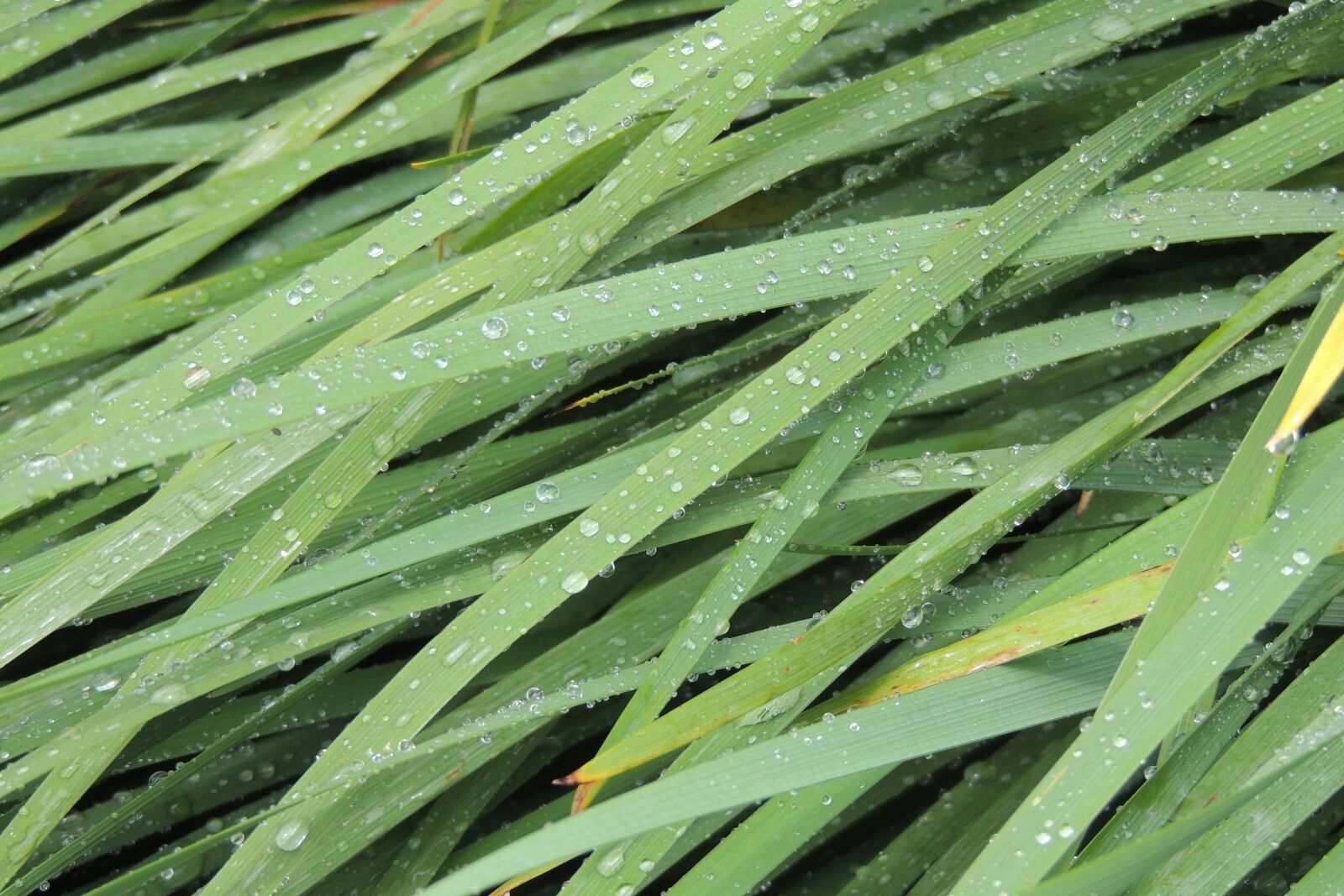 Nikon Coolpix P510 sample photo. Grass, waterdrops, nature photography