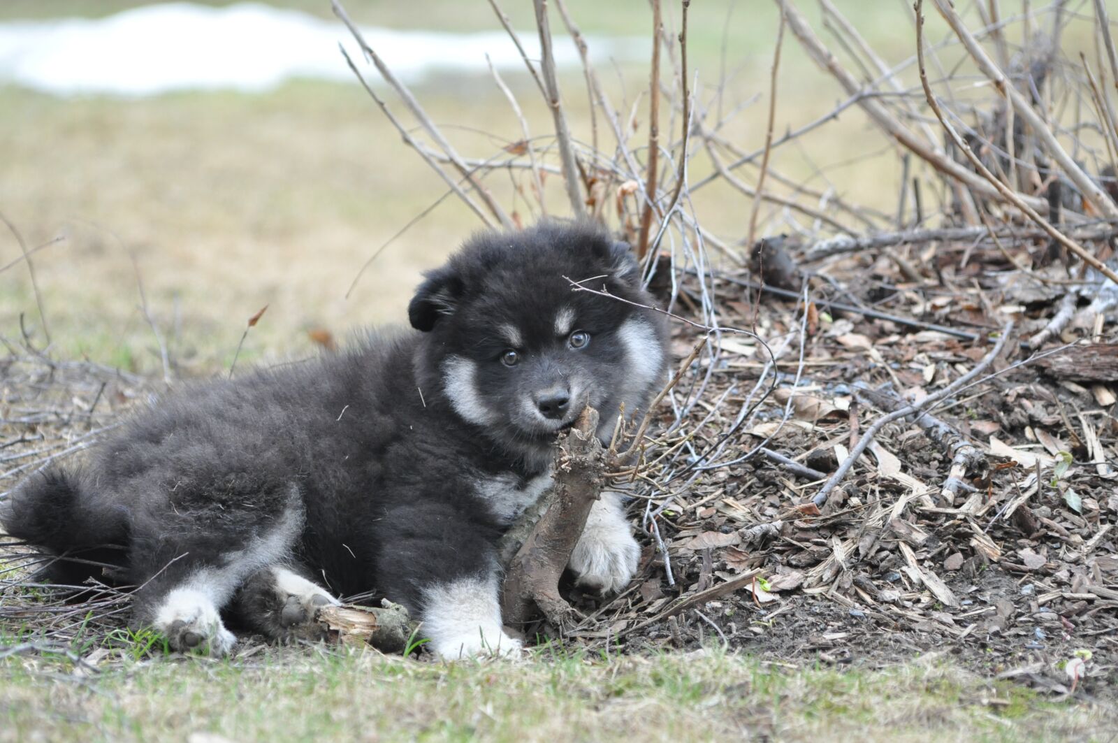 Nikon D90 sample photo. Dog, puppy, animals photography