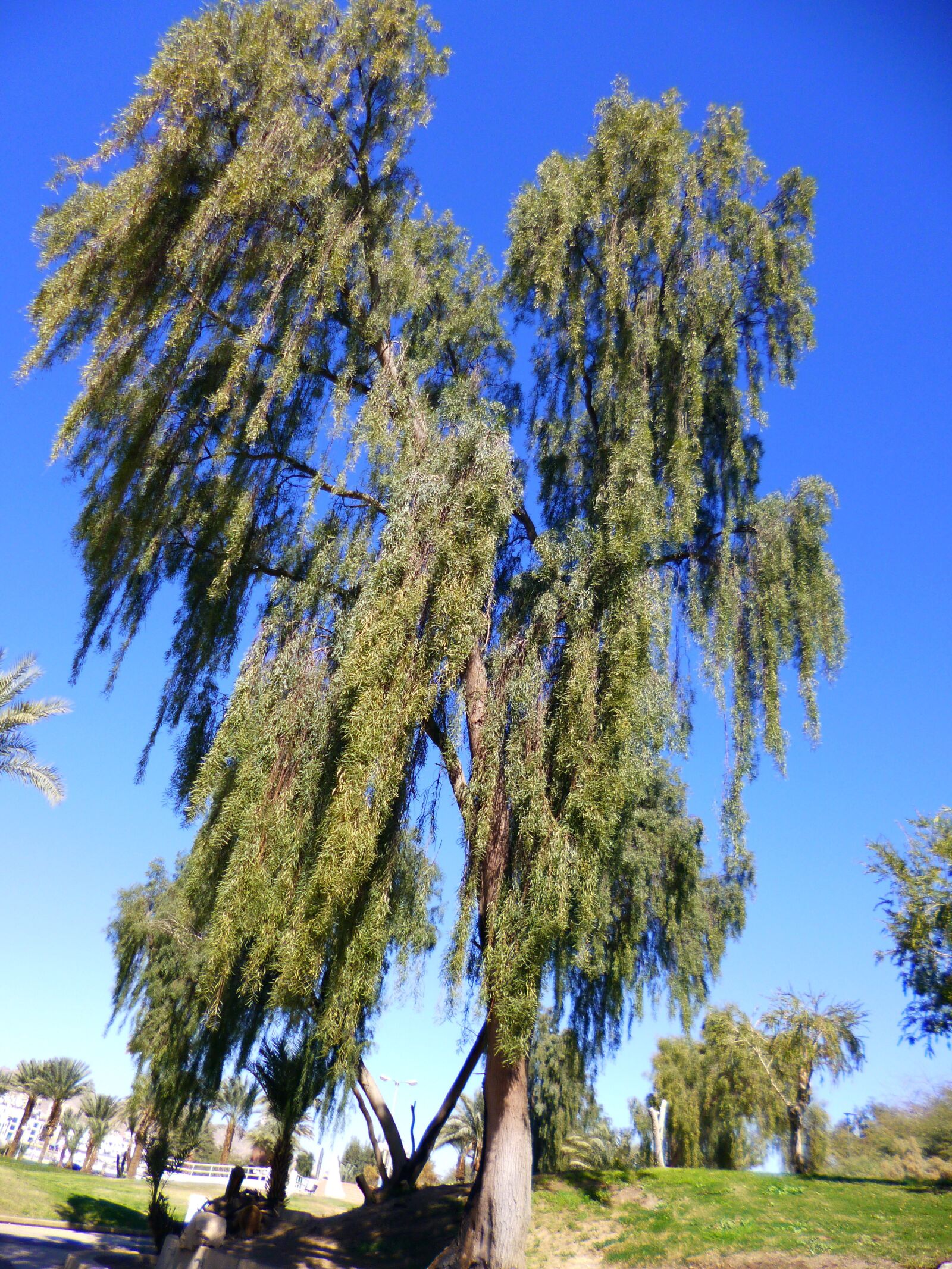 Panasonic DMC-FS45 sample photo. Tree, nature, blue sky photography