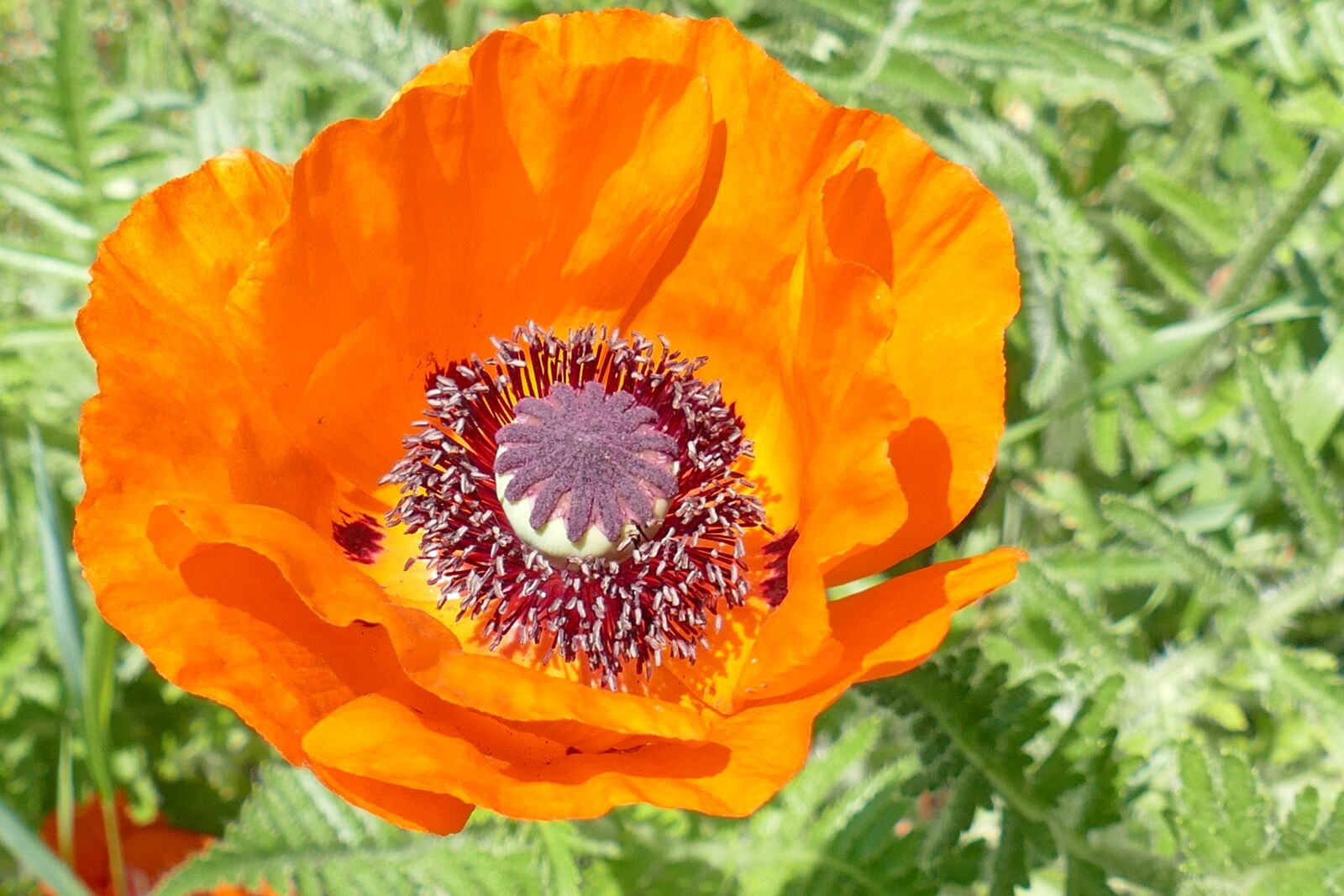 Panasonic Lumix DMC-FZ1000 sample photo. Macro, klatschmohn, expressive photography