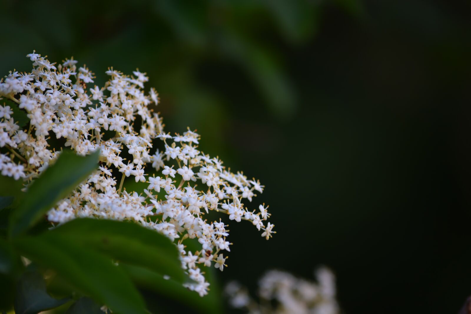 Nikon D5200 sample photo. Spring, flowers, sambucus photography