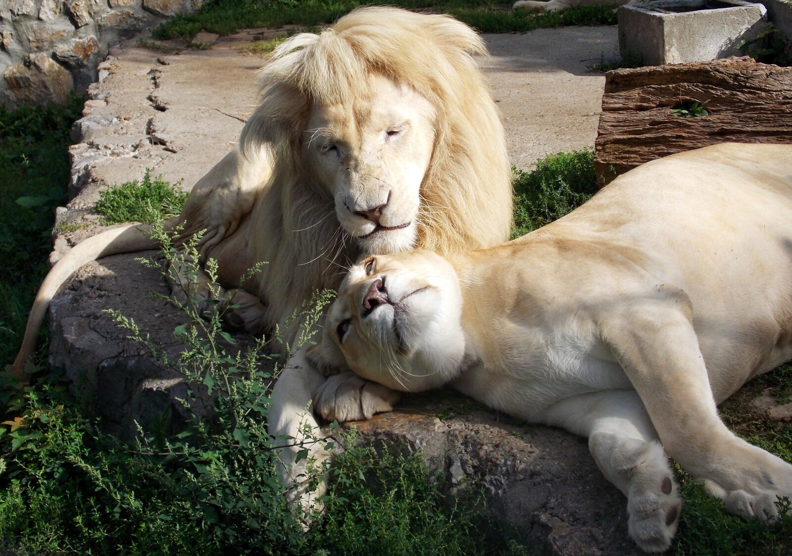 Nikon Coolpix L810 sample photo. White lion, lions, lioness photography