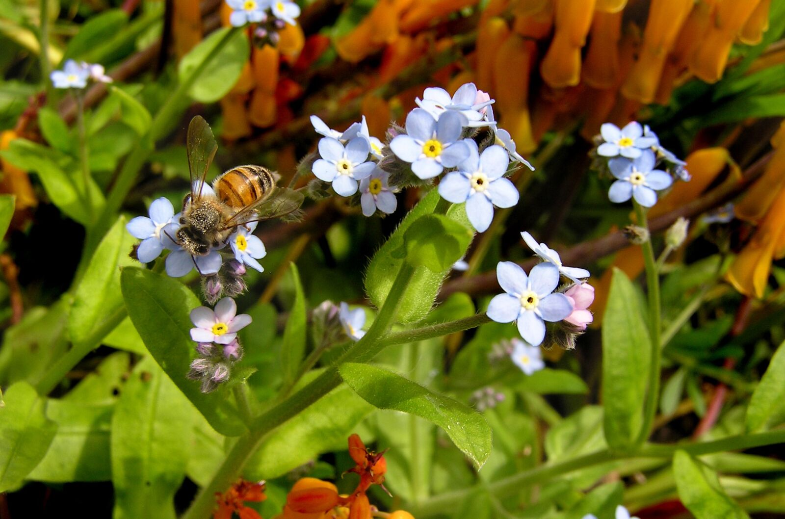 Olympus C750UZ sample photo. Bee, insect, pollen photography
