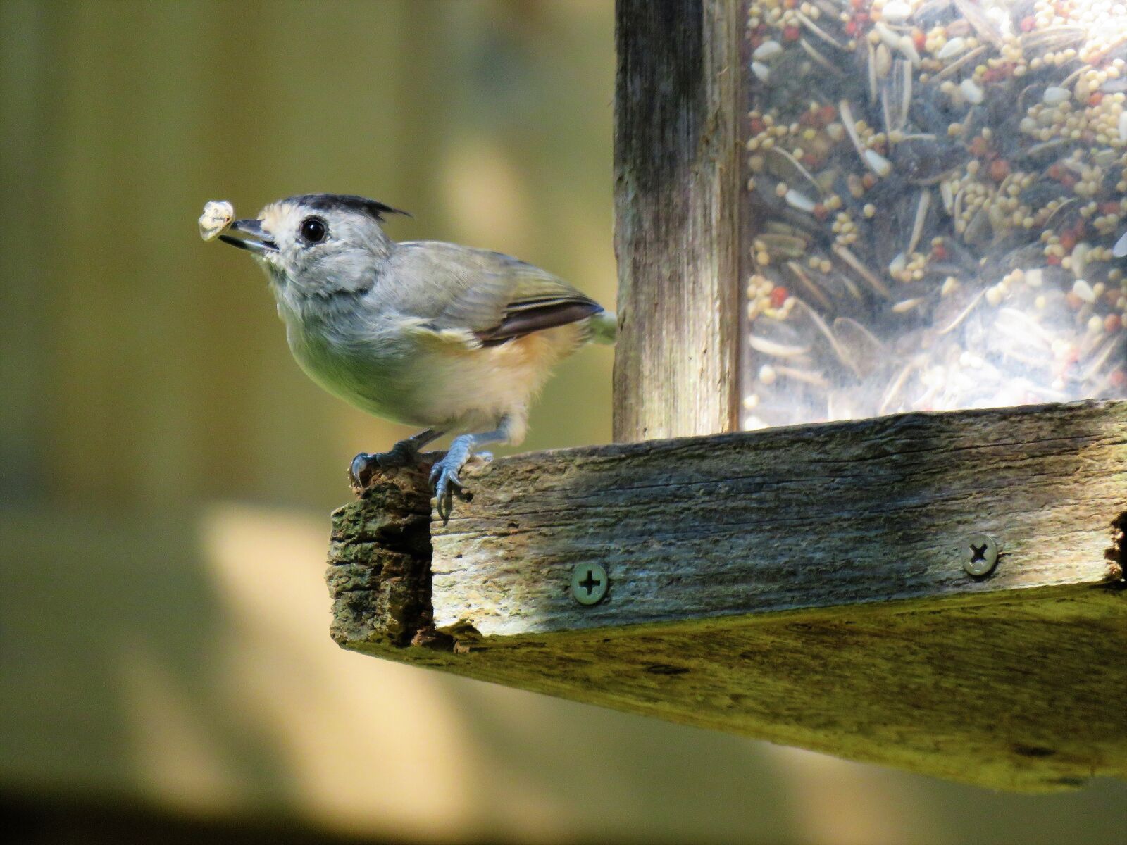 Canon PowerShot SX60 HS sample photo. Bird, gray, tan photography