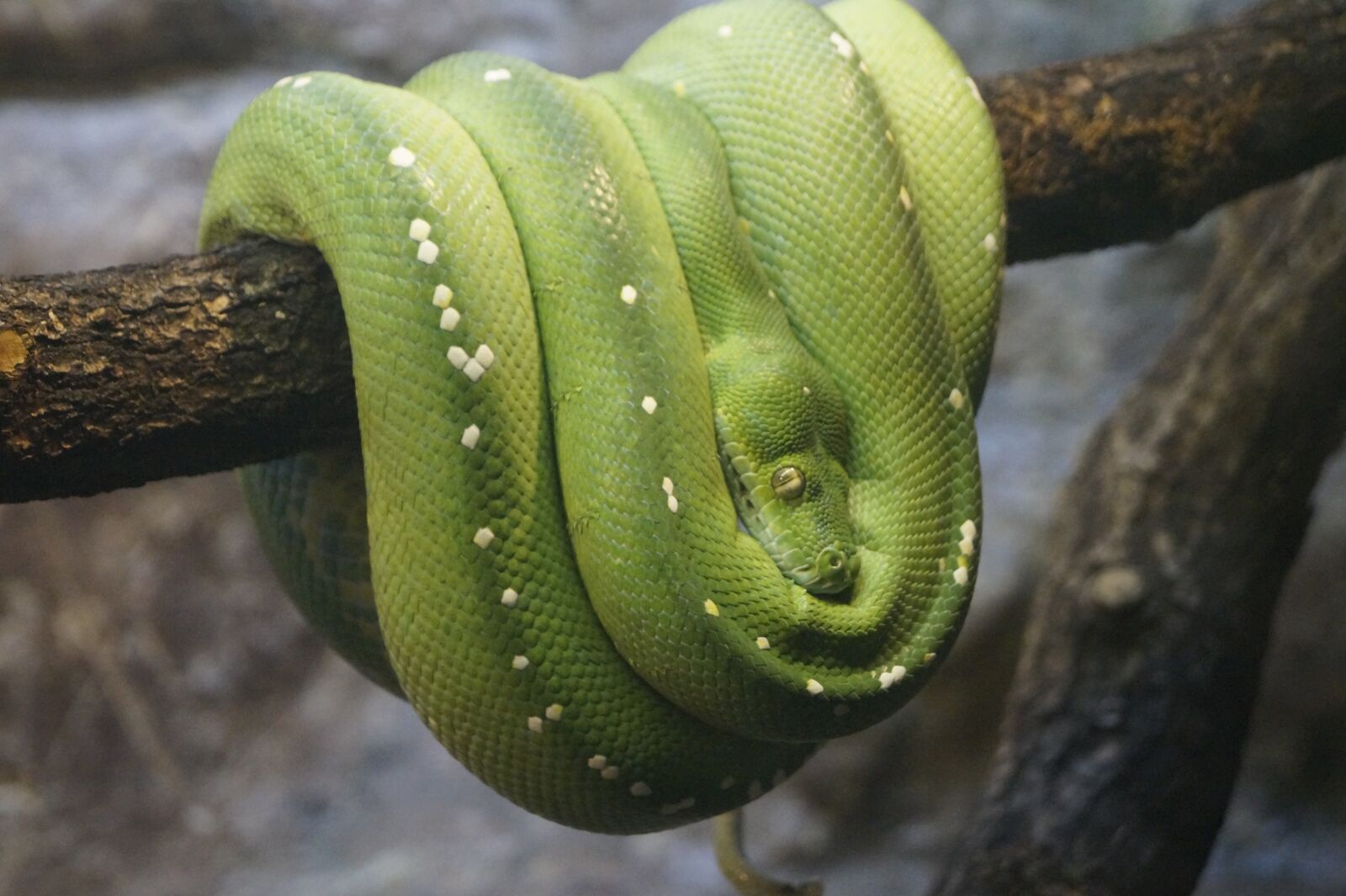 Sony DT 18-55mm F3.5-5.6 SAM II sample photo. Green tree python, zoo photography