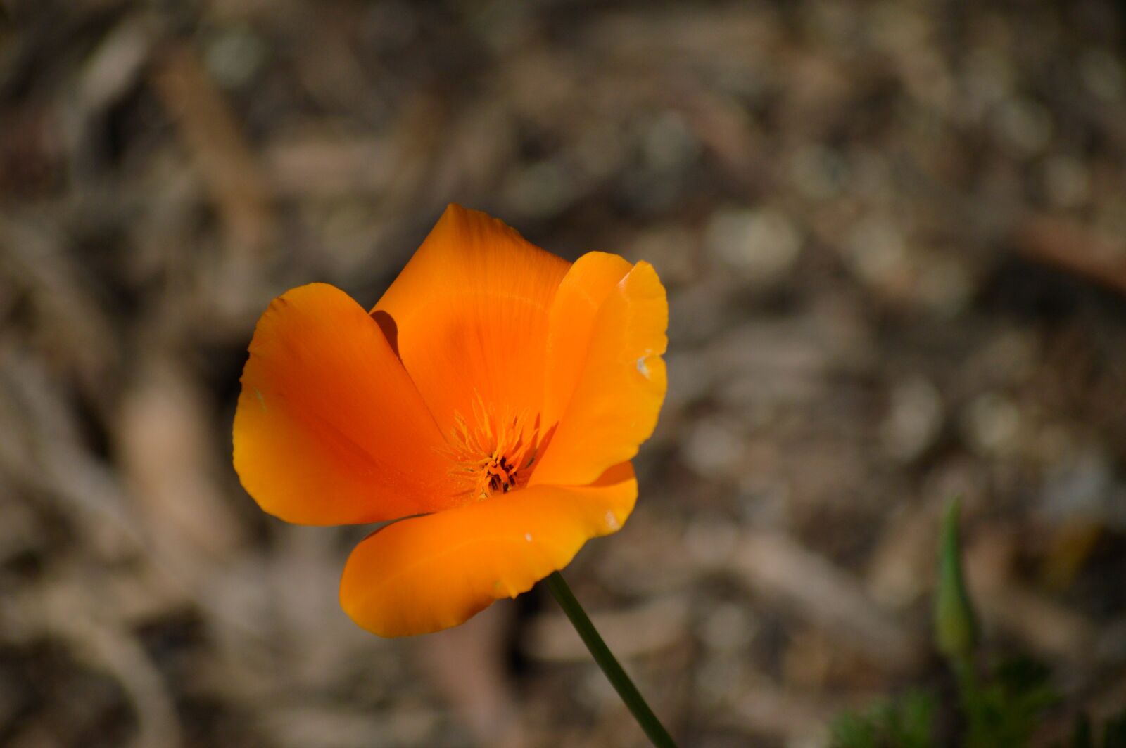 Nikon D3200 sample photo. Flower, poppy, california poppy photography