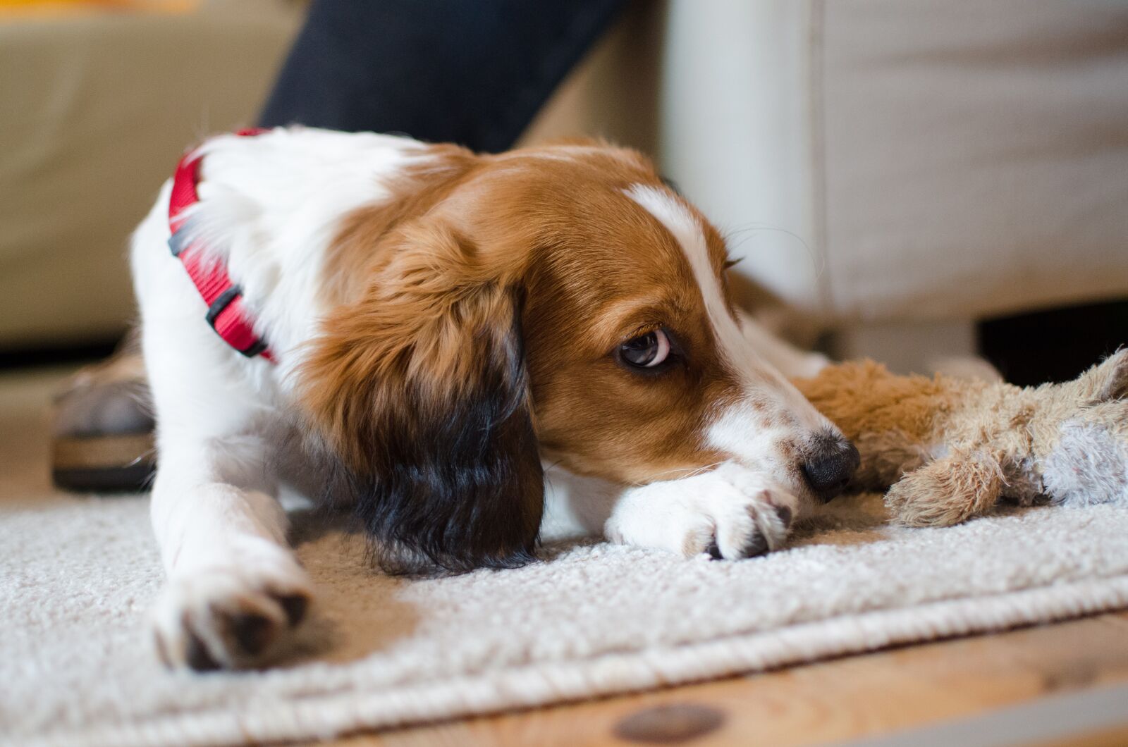 Nikon D7000 sample photo. Dog, pet, animal photography